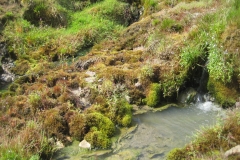 Nature-moss