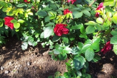 Nature-rose-my-rose-e1431444783324